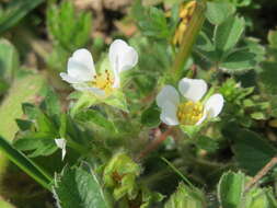 Image of Barren Strawberry