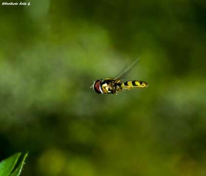 Image of Syrphid fly