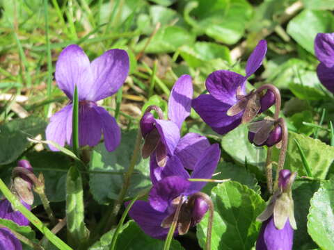 Image of sweet violet