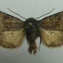 Image of Lasionycta impingens Walker 1857