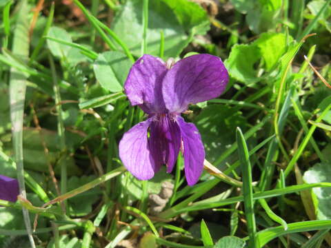 Image of sweet violet