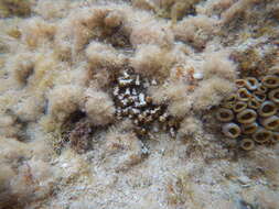 Image of warty sea mat