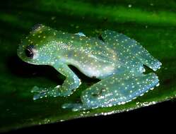 Image of Mache glass frog