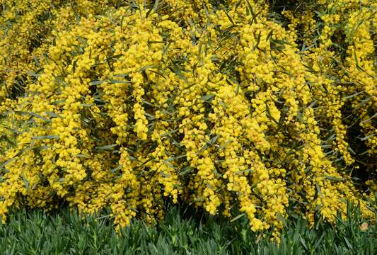 Image of orange wattle