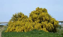 Image of orange wattle