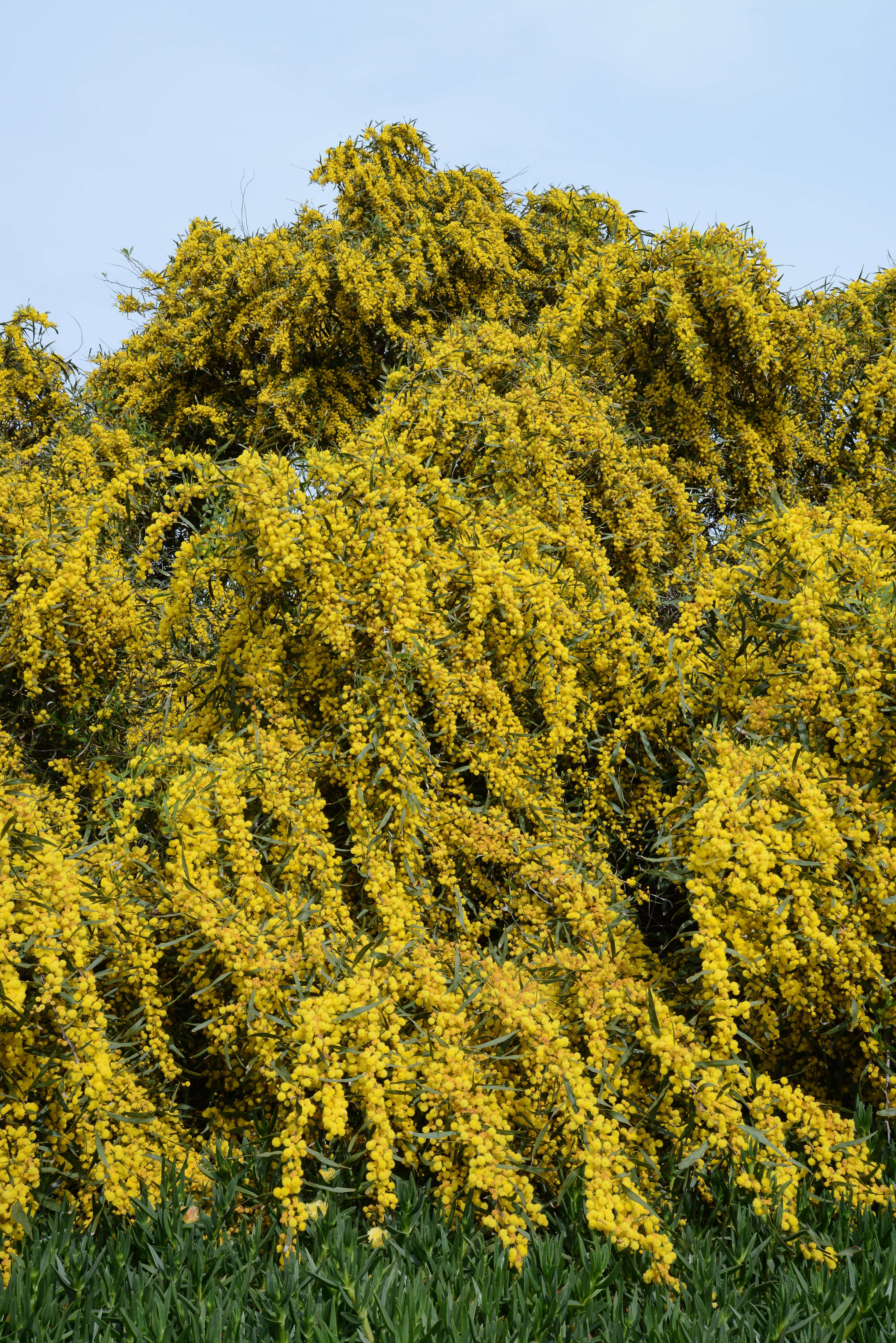 Image of orange wattle