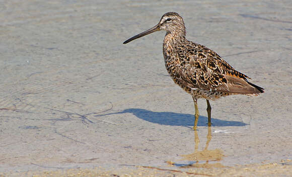 Image of Short-billed Dowitcher