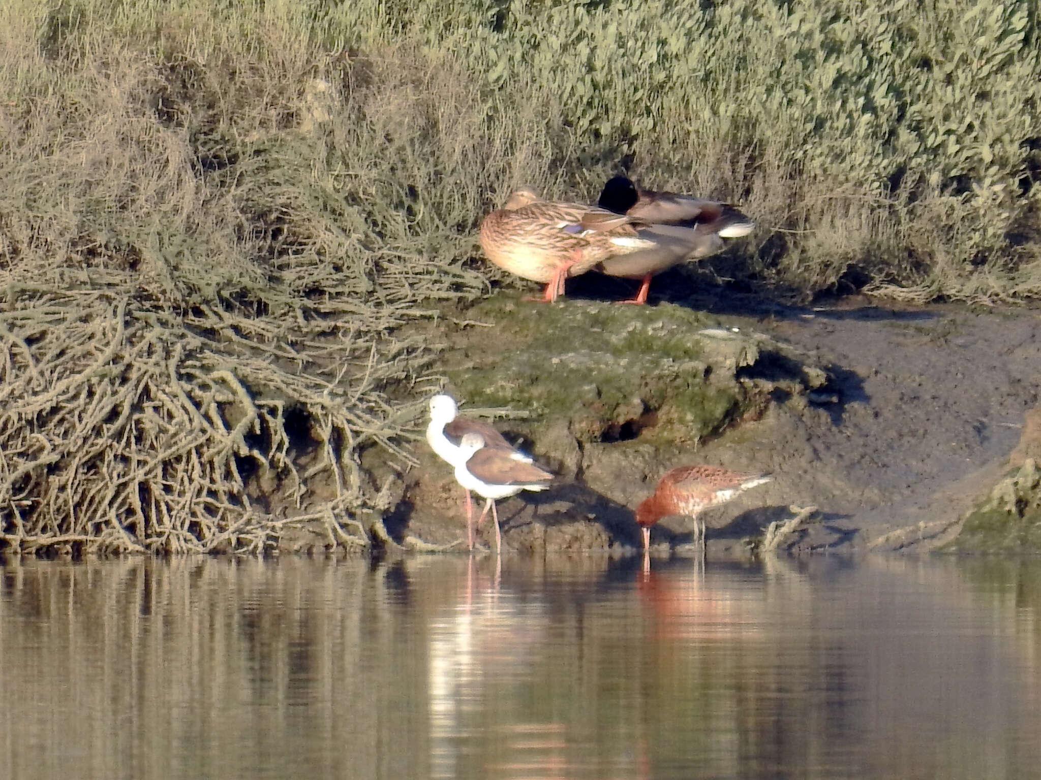 Imagem de Limosa limosa islandica Brehm & CL 1831