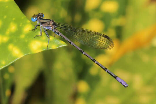 Image of Argia pocomana Calvert 1907