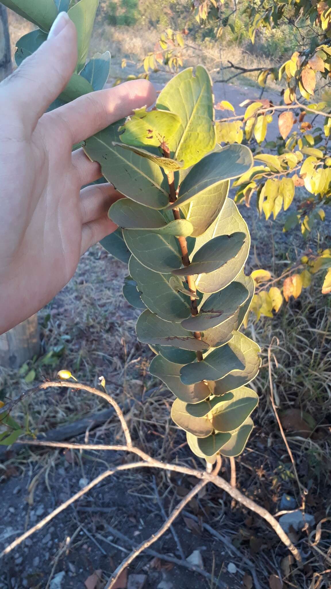 Image of Eugenia bimarginata DC.