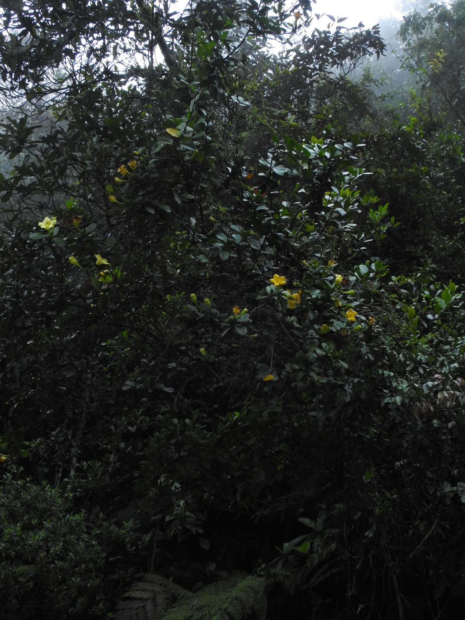 Слика од Schultesianthus coriaceus (O. Kuntze) A. T. Hunziker