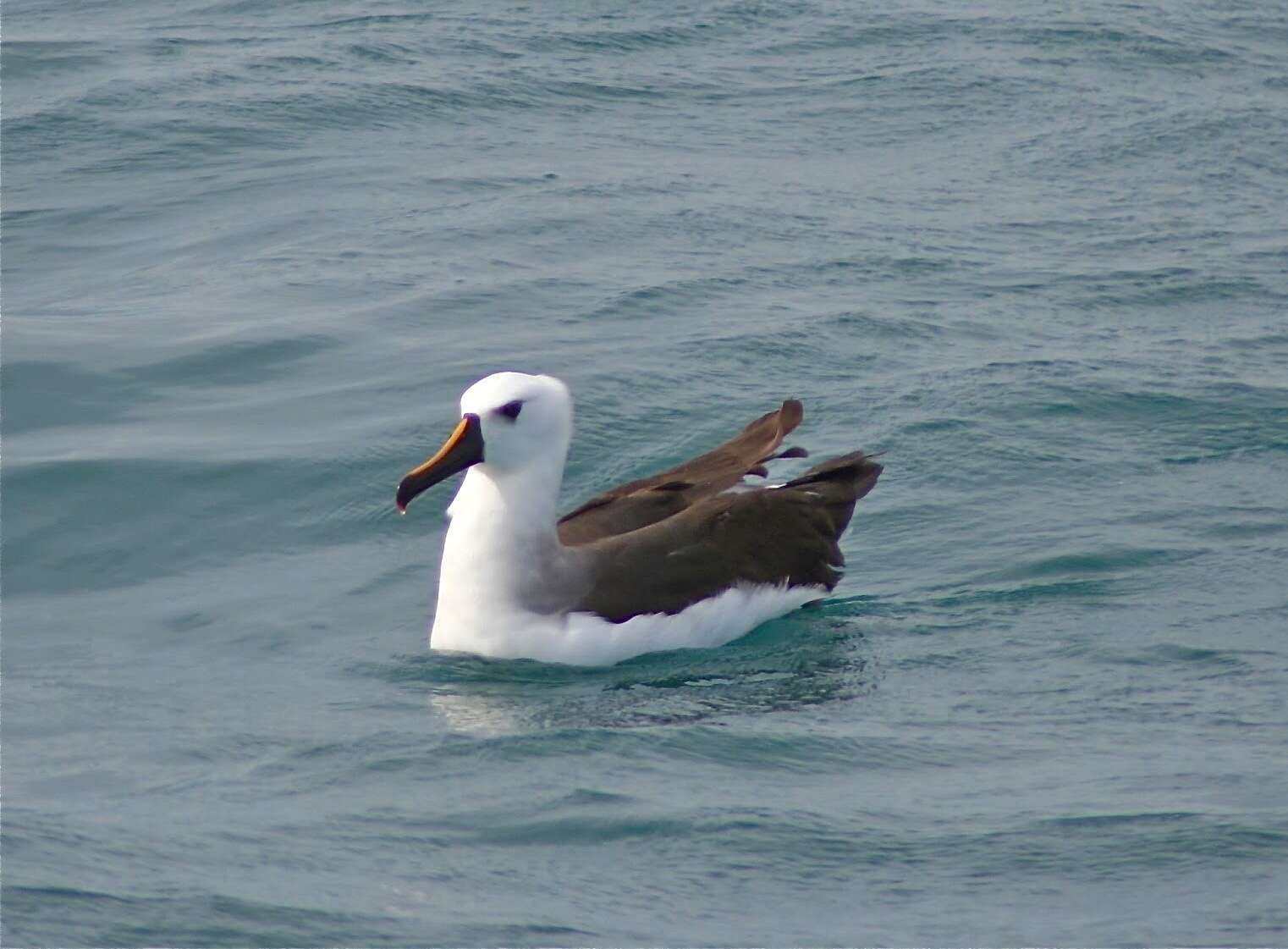 Image of Atlantic Yellow-nosed Albatross