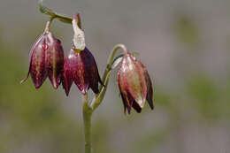 Image of Fritillaria