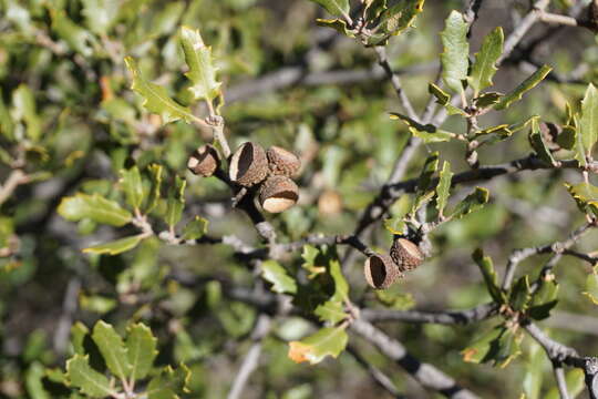 Слика од Quercus berberidifolia Liebm.