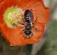 Image of Calliopsis subalpina Cockerell 1894