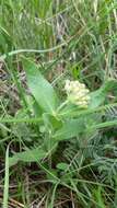 Image of sidecluster milkweed