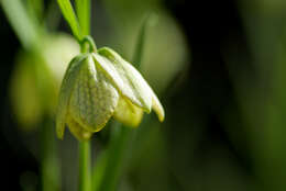 Image of Fritillaria thunbergii Miq.