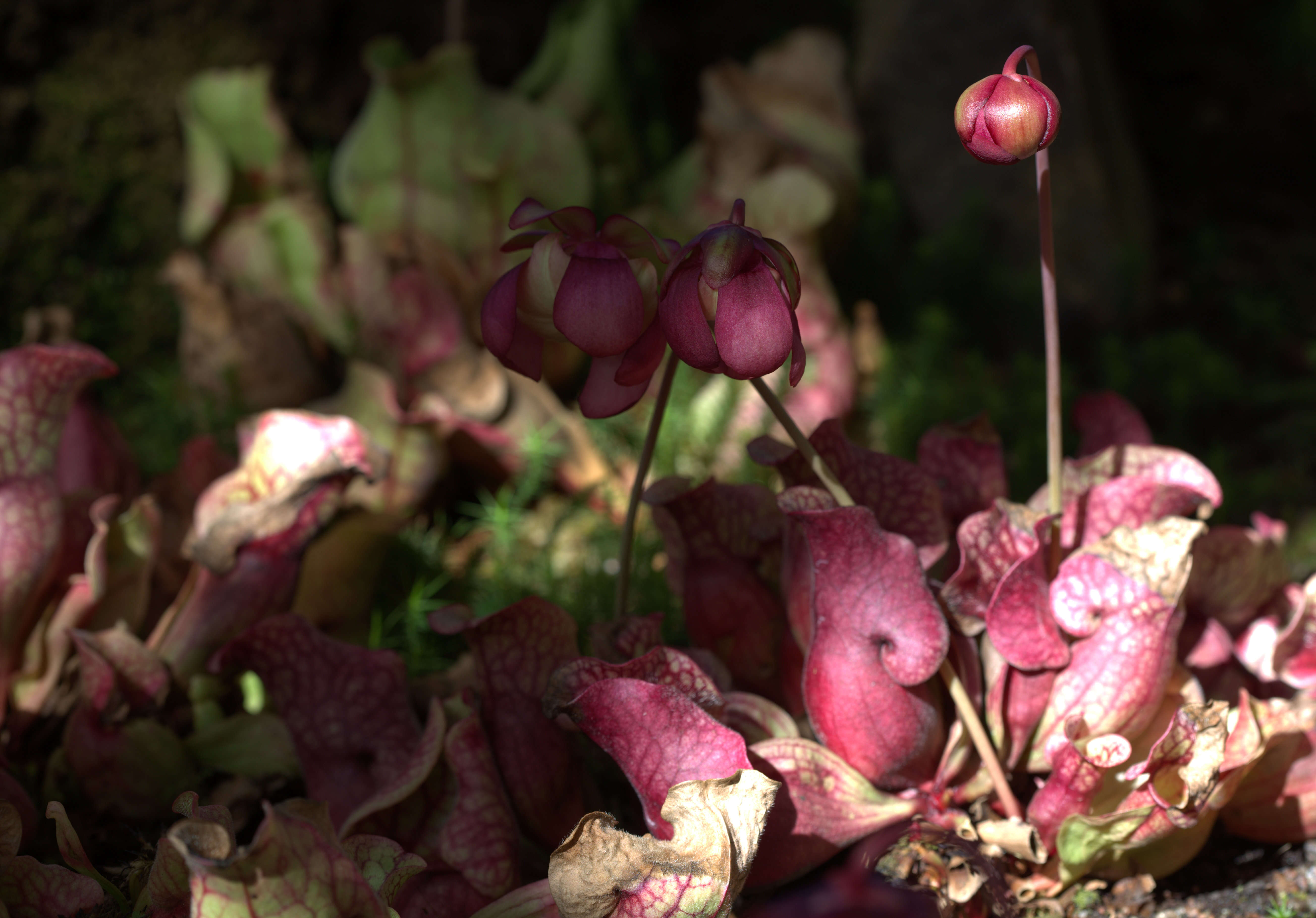 Image of purple pitcherplant