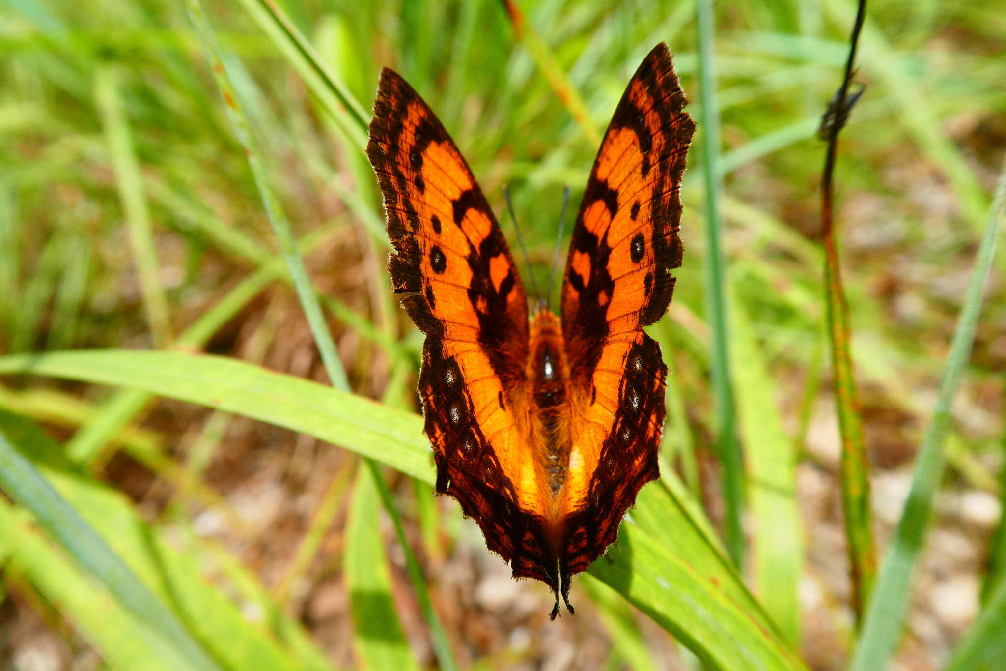 Image of Catacroptera cloanthe ligata Rothschild & Jordan 1903