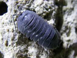 Image of Armadillidium pallasii Brandt 1833