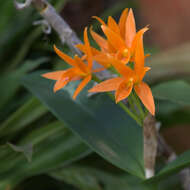 Image of Guarianthe aurantiaca (Bateman ex Lindl.) Dressler & W. E. Higgins