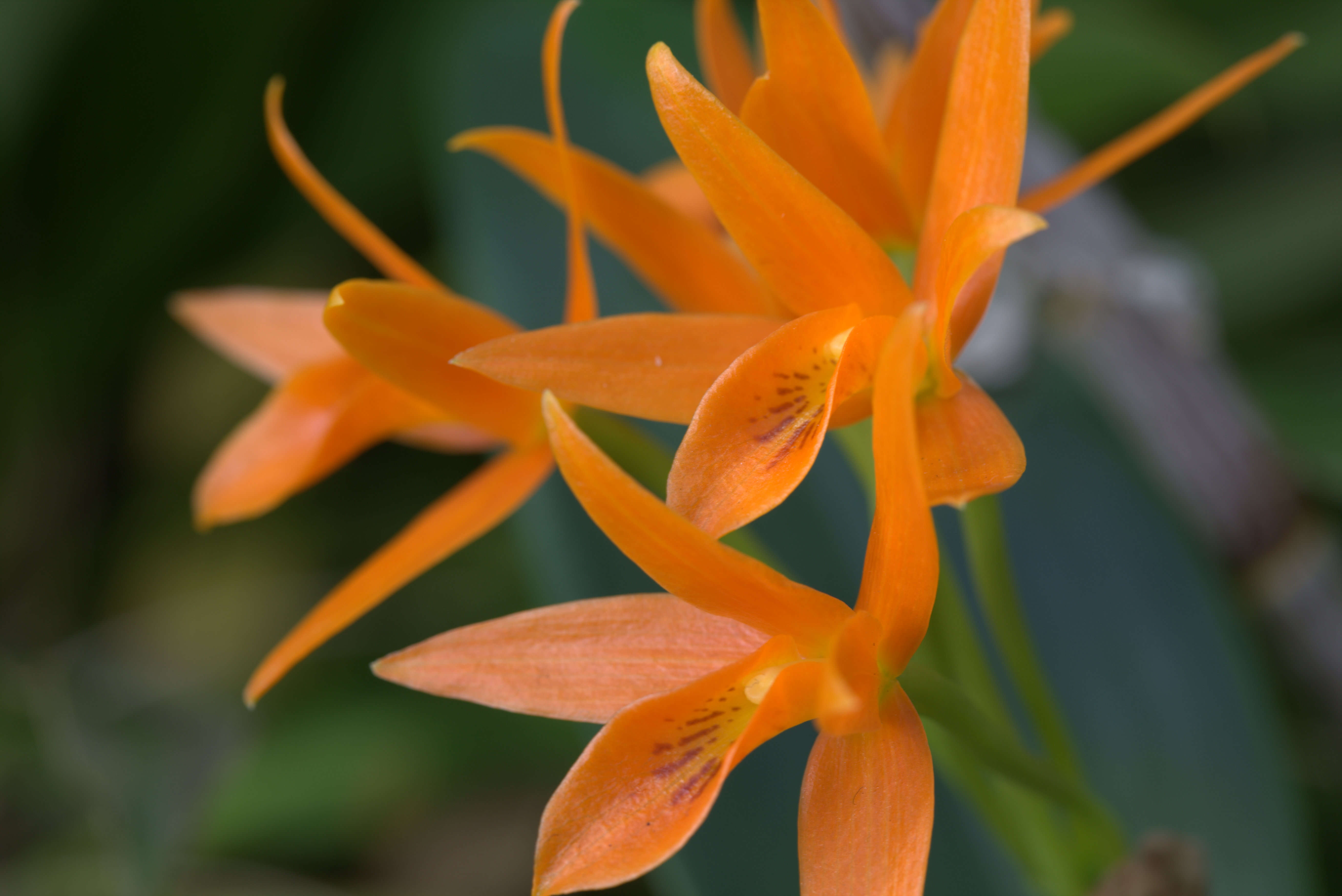 Image of Guarianthe aurantiaca (Bateman ex Lindl.) Dressler & W. E. Higgins