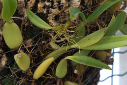 Image of Bulbophyllum imbricatum Lindl.