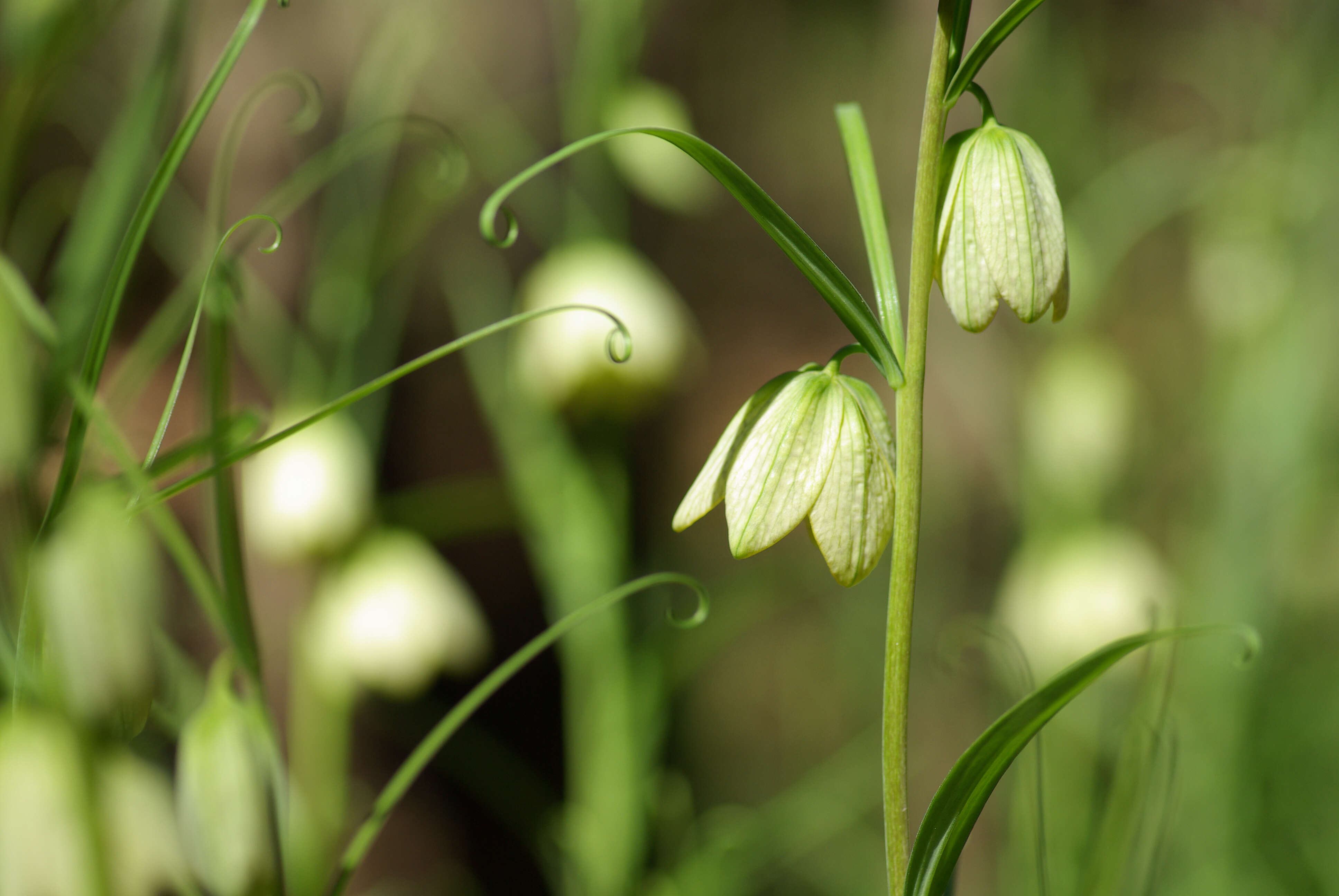 Image of Fritillaria