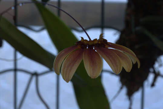 Image of Bulbophyllum mastersianum (Rolfe) J. J. Sm.