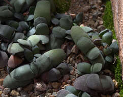 Image of Gasteria glomerata van Jaarsv.