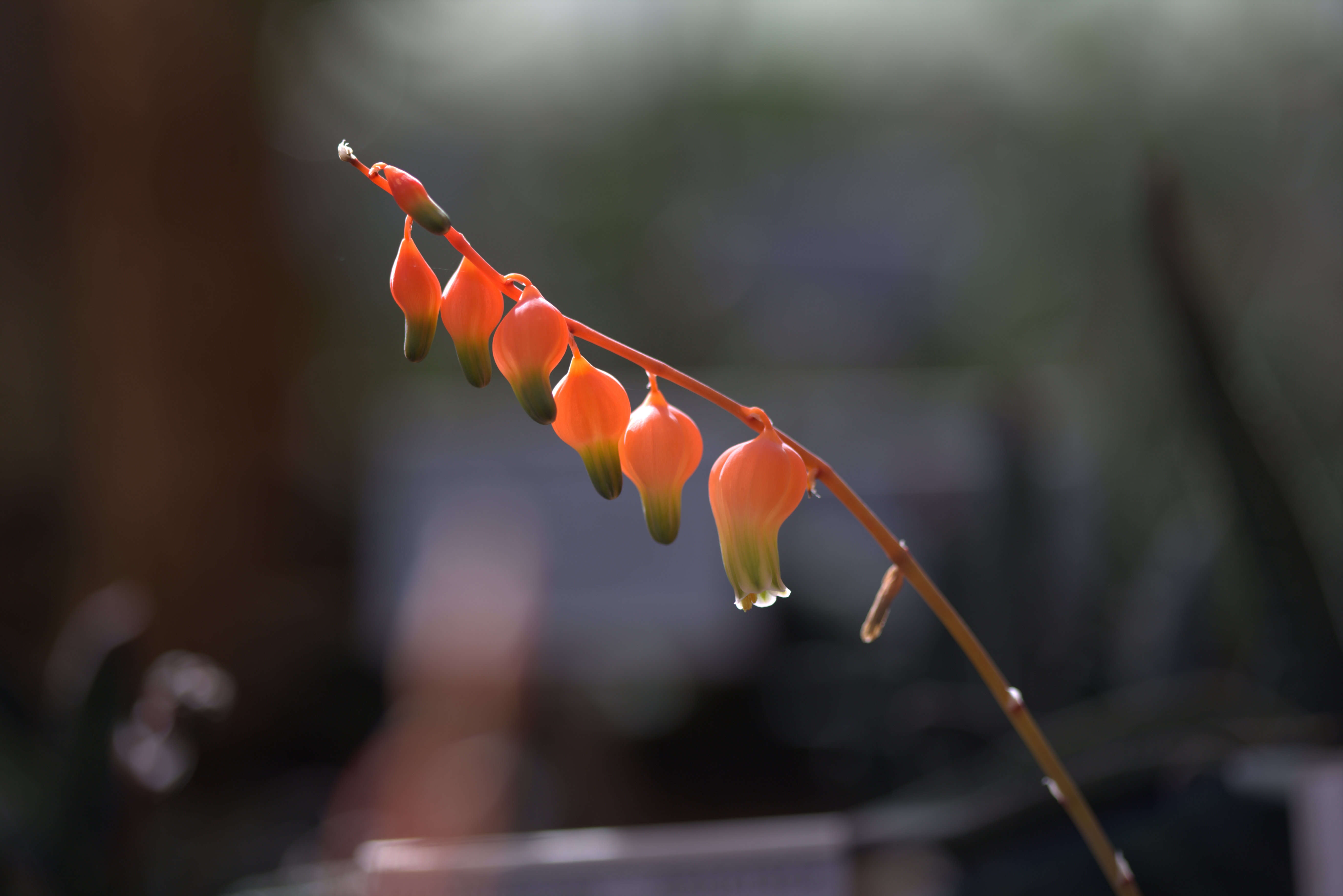 Image of Gasteria glomerata van Jaarsv.