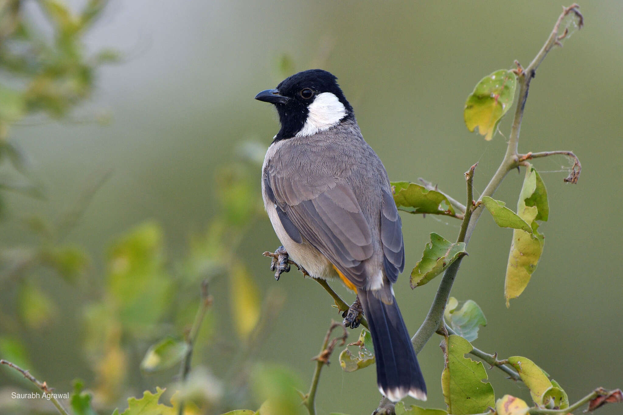 Image of White-eared Bulbul