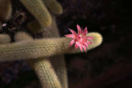 صورة Cleistocactus winteri D. R. Hunt