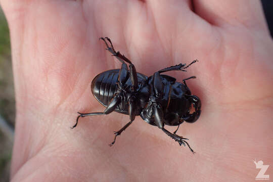 Image of Helms' stag beetle