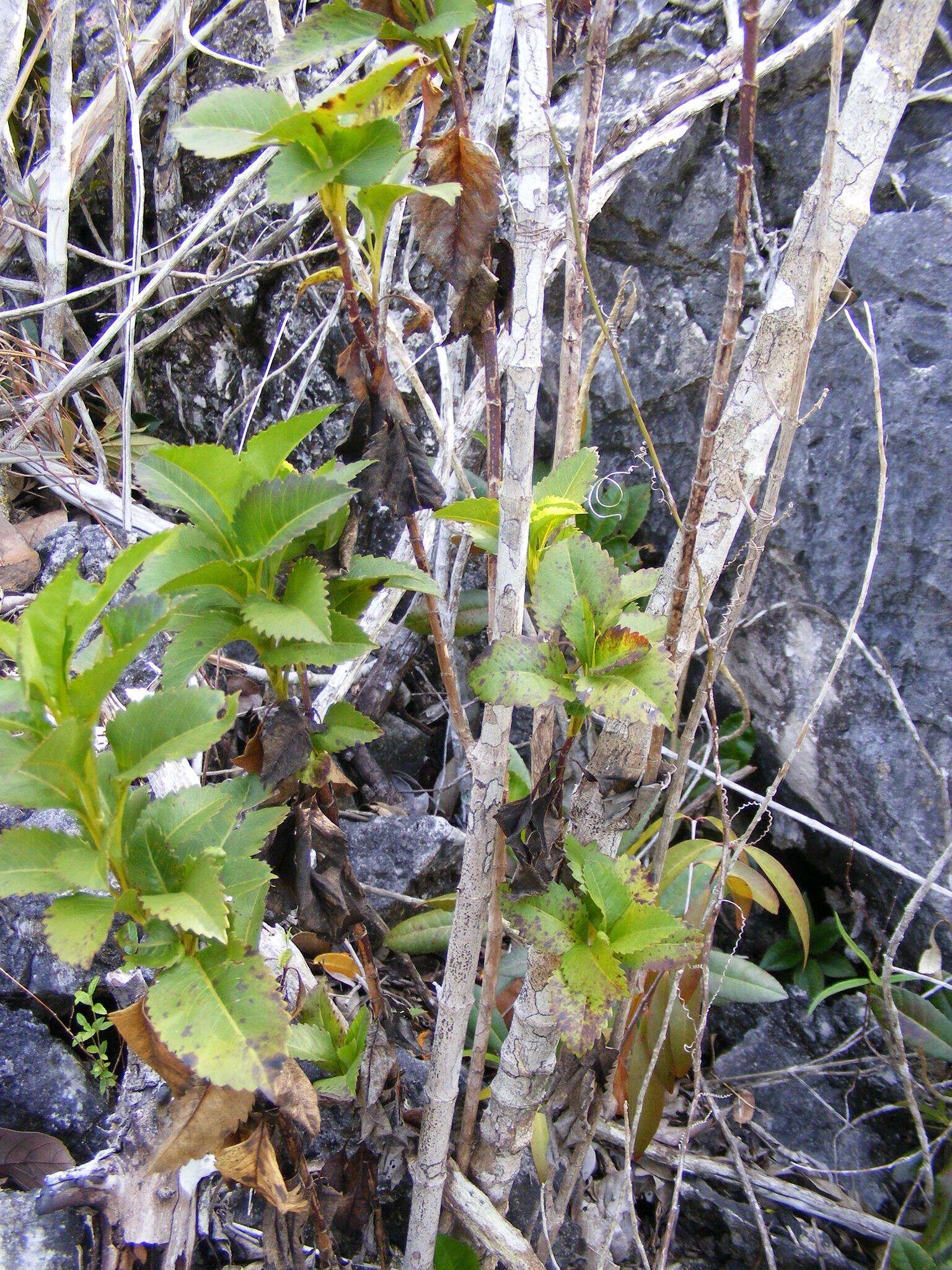 Bidens clarendonensis Britt.的圖片