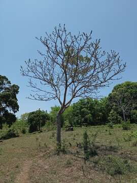 Image of Zanthoxylum riedelianum Engl.