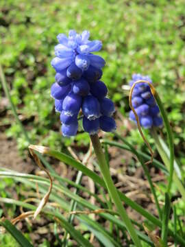 Imagem de Muscari armeniacum H. J. Veitch