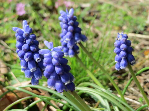 Image of Armenian grape hyacinth