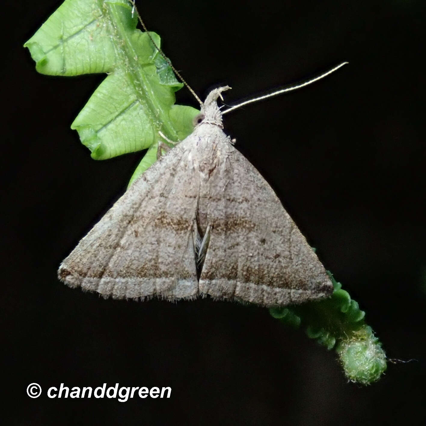 Sivun Lysimelia neleusalis Walker 1859 kuva