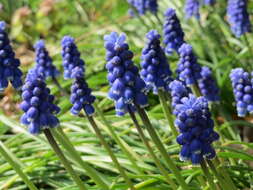 Imagem de Muscari armeniacum H. J. Veitch