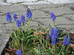 Imagem de Muscari armeniacum H. J. Veitch