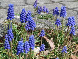 Image of Armenian grape hyacinth