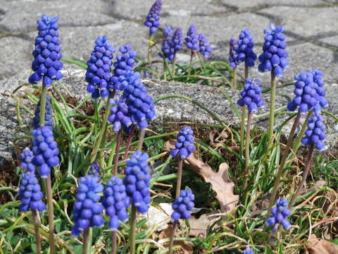 Image of Armenian grape hyacinth