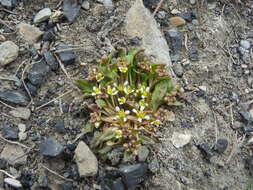 Image of Danish scurvygrass