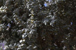 Image of roundleaf buffaloberry