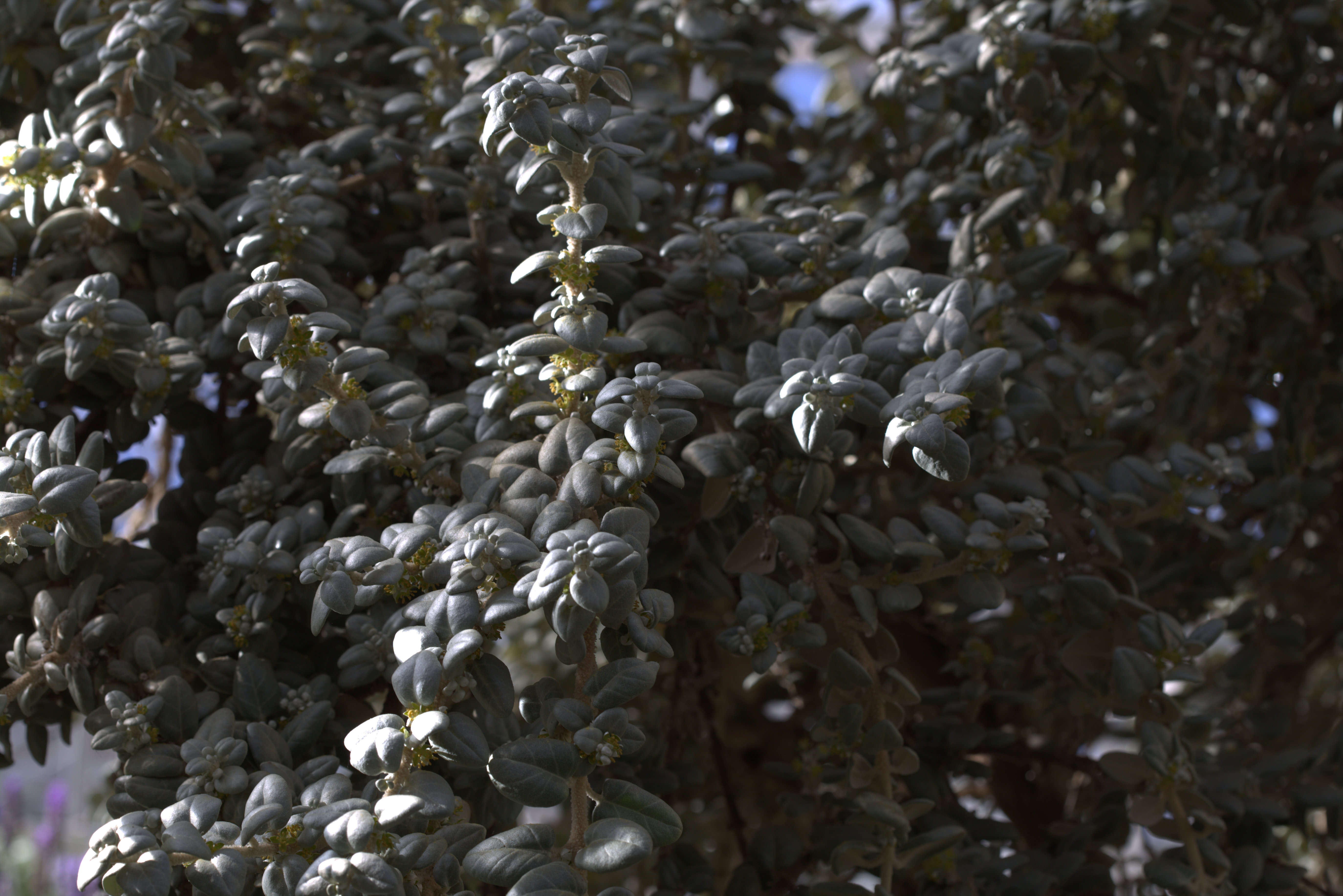 Image of roundleaf buffaloberry