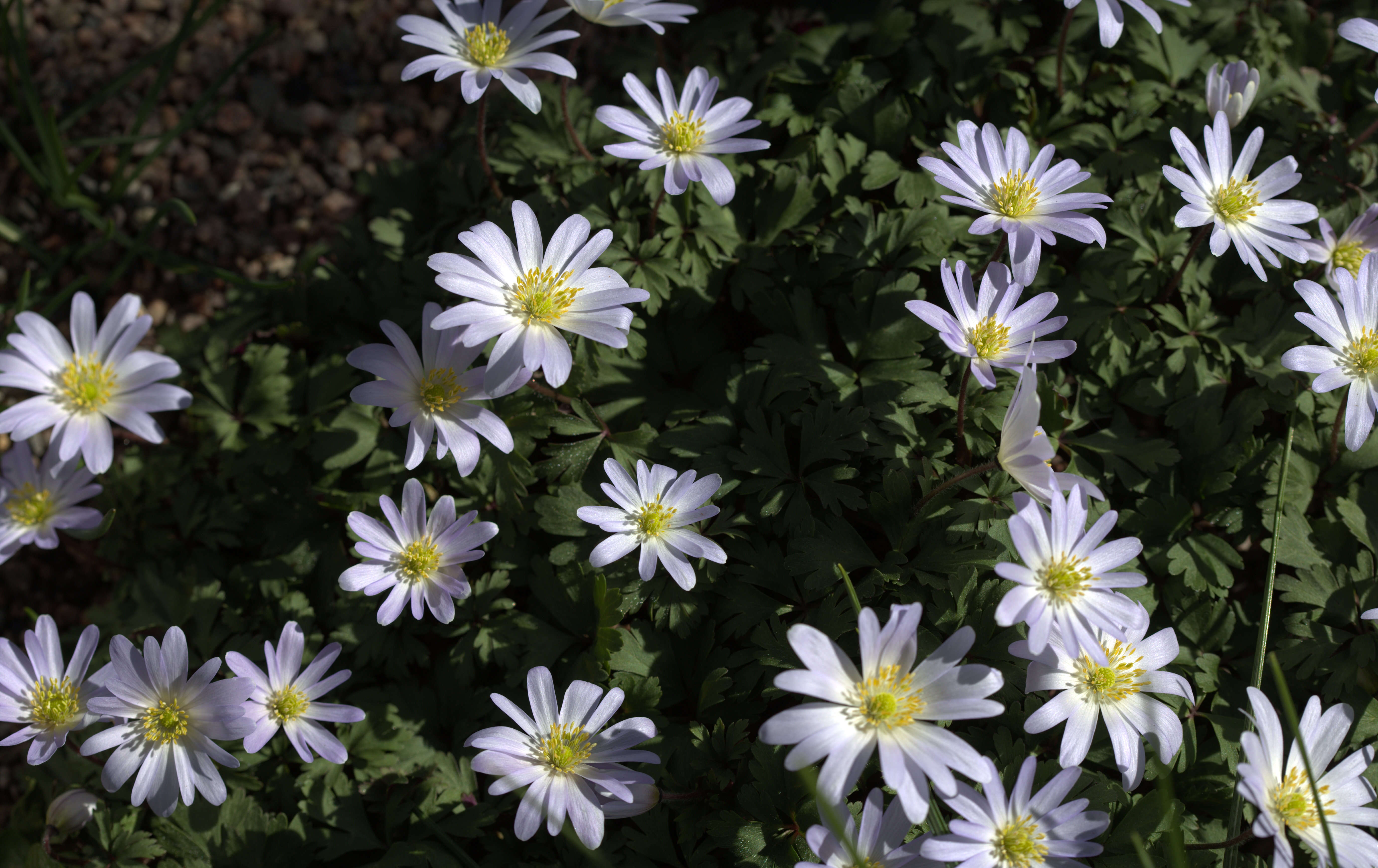 Image of Balkan Anemone