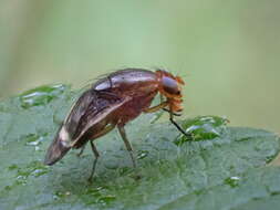 Слика од Depressa striatipennis Malloch 1927