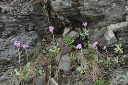 Image of Primula laurentiana Fern.