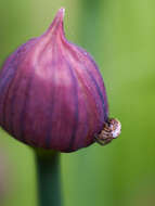 Image of Mangora acalypha (Walckenaer 1802)